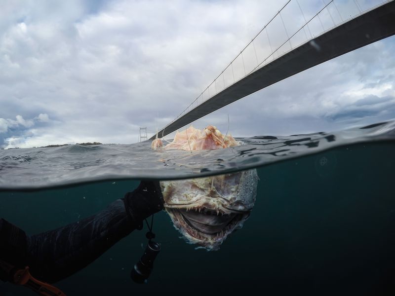 © Berk İşeri - Image from the Monsters of Bosphorus: a Journey of Silent Currents photography project