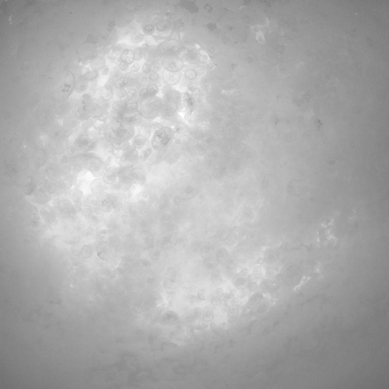 © Berk İşeri - Image from the Monsters of Bosphorus: a journey of silent current photography project