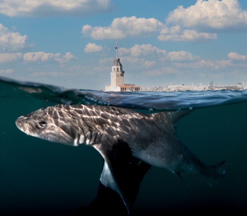 © Berk İşeri - Image from the Monsters of Bosphorus: a journey of silent current photography project