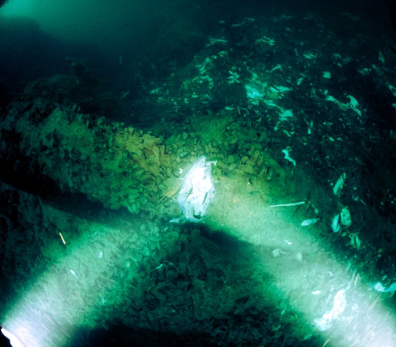 © Berk İşeri - Image from the Monsters of Bosphorus: a journey of silent current photography project