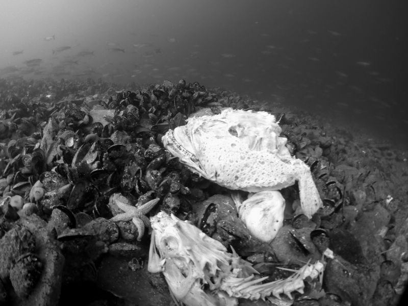 © Berk İşeri - Image from the Monsters of Bosphorus: a journey of silent current photography project