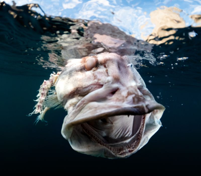 © Berk İşeri - Image from the Monsters of Bosphorus: a journey of silent current photography project