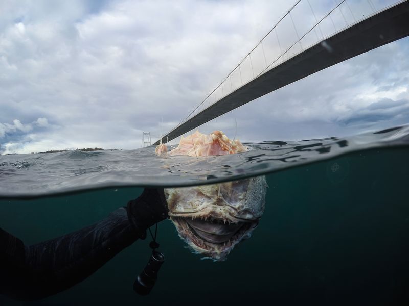 © Berk İşeri - Image from the Monsters of Bosphorus: a journey of silent current photography project