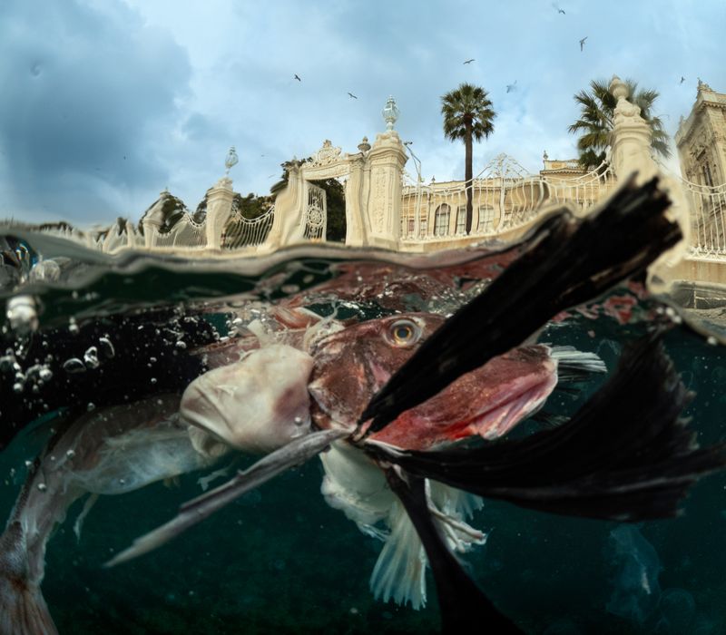 © Berk İşeri - Image from the Monsters of Bosphorus: a journey of silent current photography project