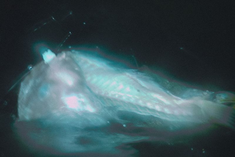 © Berk İşeri - Image from the Monsters of Bosphorus: a journey of silent current photography project