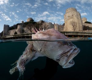 Monsters of Bosphorus: a journey of silent current