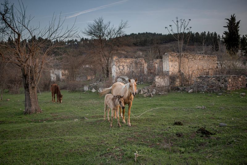 © Anush Babajanyan - Horses stand on a pasture next to a road in Kovsakan / Zangilan, Nagorno Karabakh, on March 26, 2017.