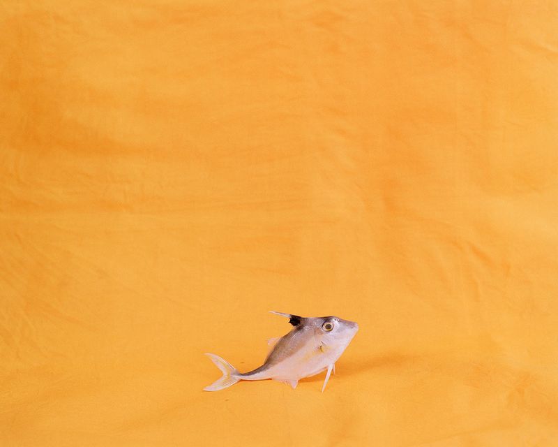 © Sebastian Forkarth - Image from the Not east, not west .. India is the best photography project