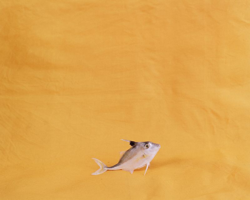 © Sebastian Forkarth - Image from the Not east, not west .. India is the best photography project