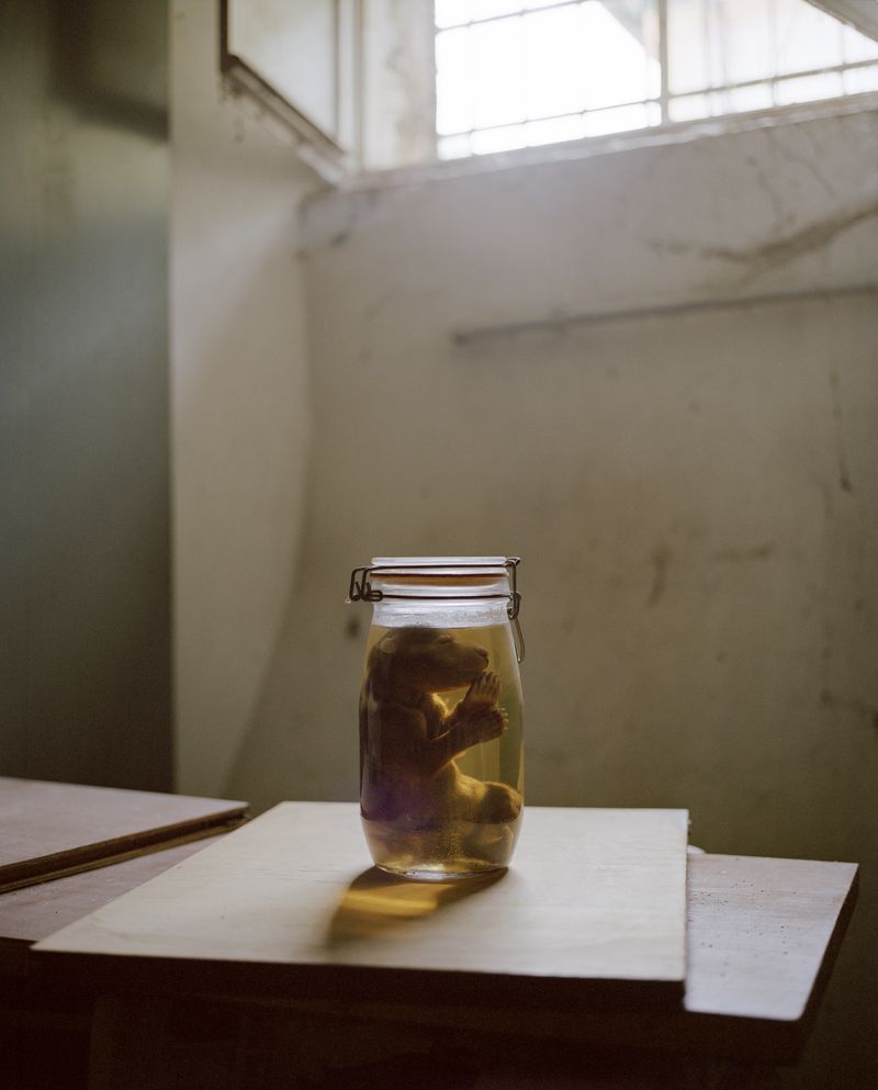 © Carlo Lombardi - Brown bear fetus from the deposit of the Park’s Scientific Department. Pescasseroli (AQ) 2021