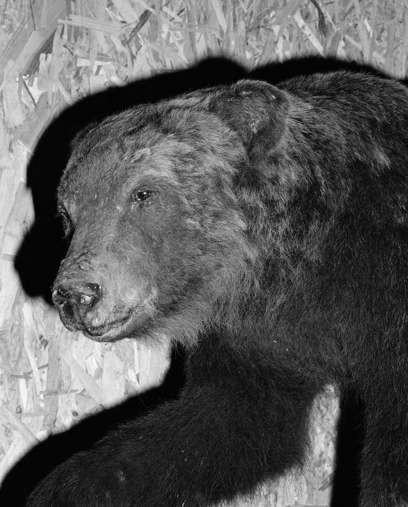 © Carlo Lombardi - Image from the La Carne Dell'Orso photography project