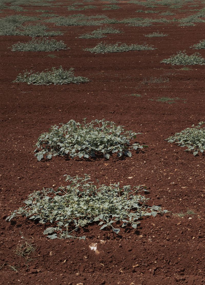 © Francesca Cugno - Image from the Baptized Island photography project