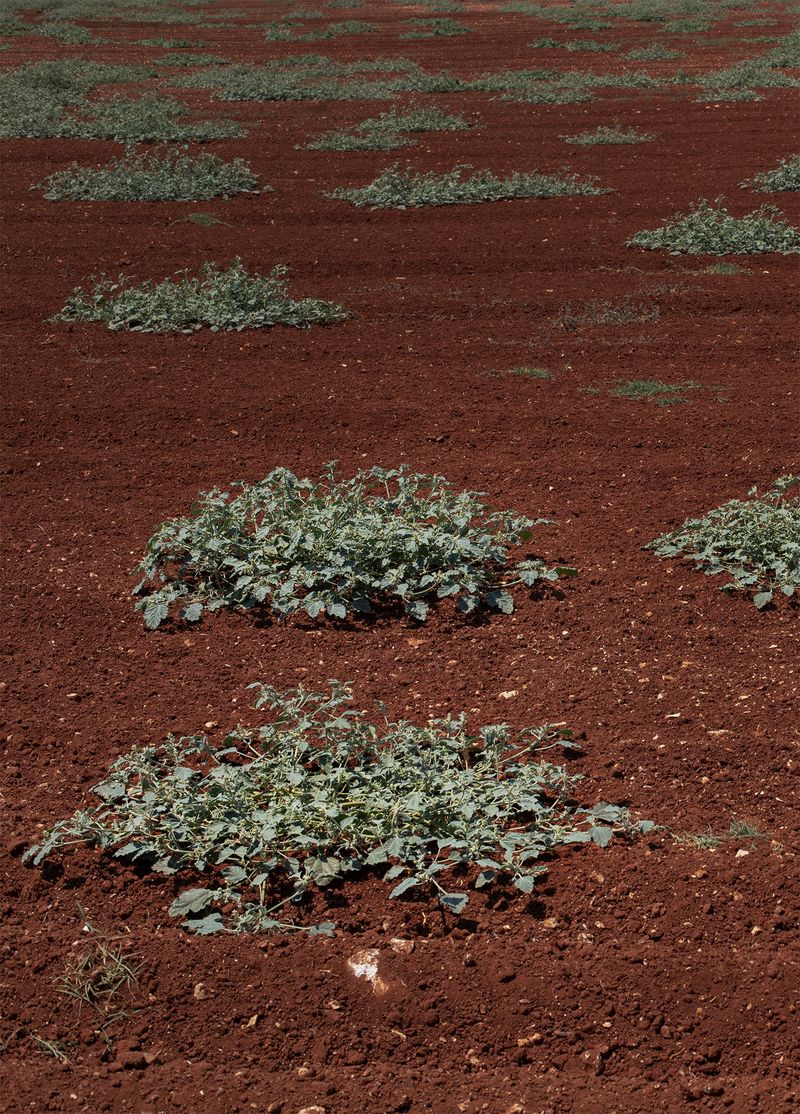 © Francesca Cugno - Image from the Baptized Island photography project