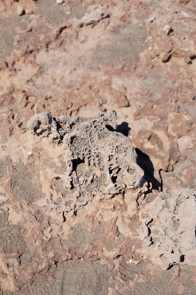 © Francesca Cugno - Image from the Anemone photography project