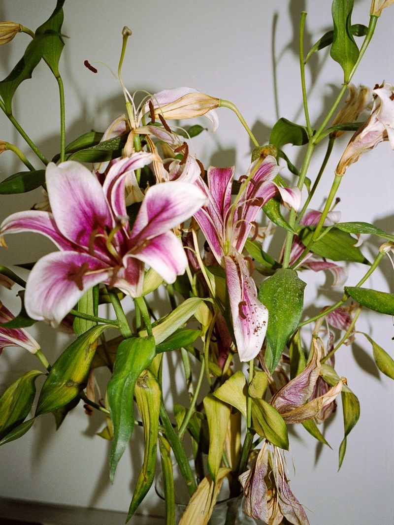 © Moník Molinet - Image from the Domestic Geometry of the Unresolved photography project