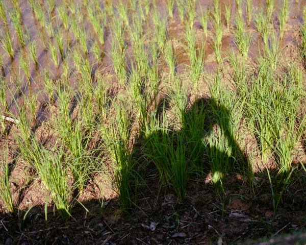 © Moník Molinet - Image from the Shadow practice photography project