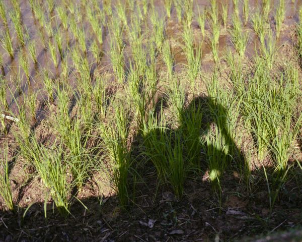 © Moník Molinet - Image from the Shadow practice photography project