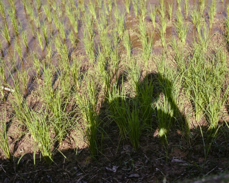 © Moník Molinet - Image from the Shadow practice photography project