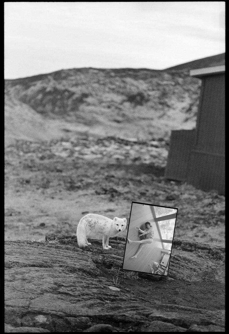 © Moník Molinet - I saw an Arctic fox near the volcano, Iceland’s only endemic animal