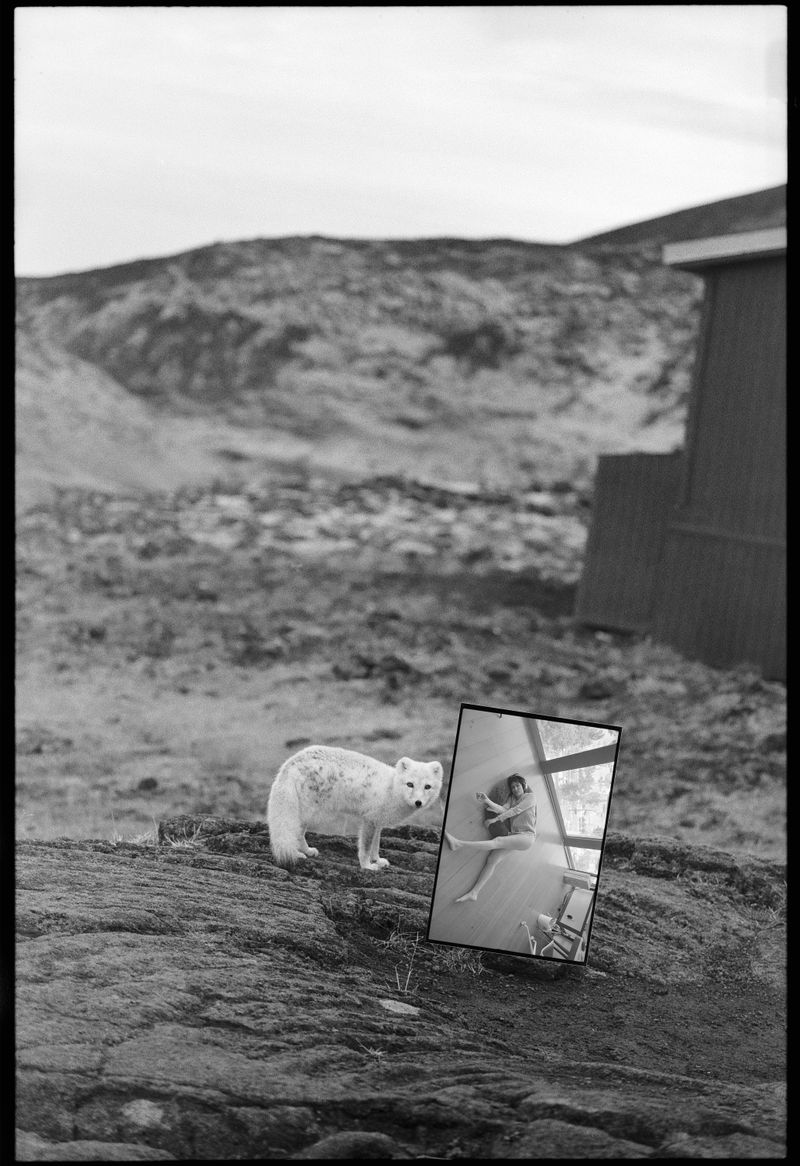 © Moník Molinet - I saw an Arctic fox near the volcano, Iceland’s only endemic animal