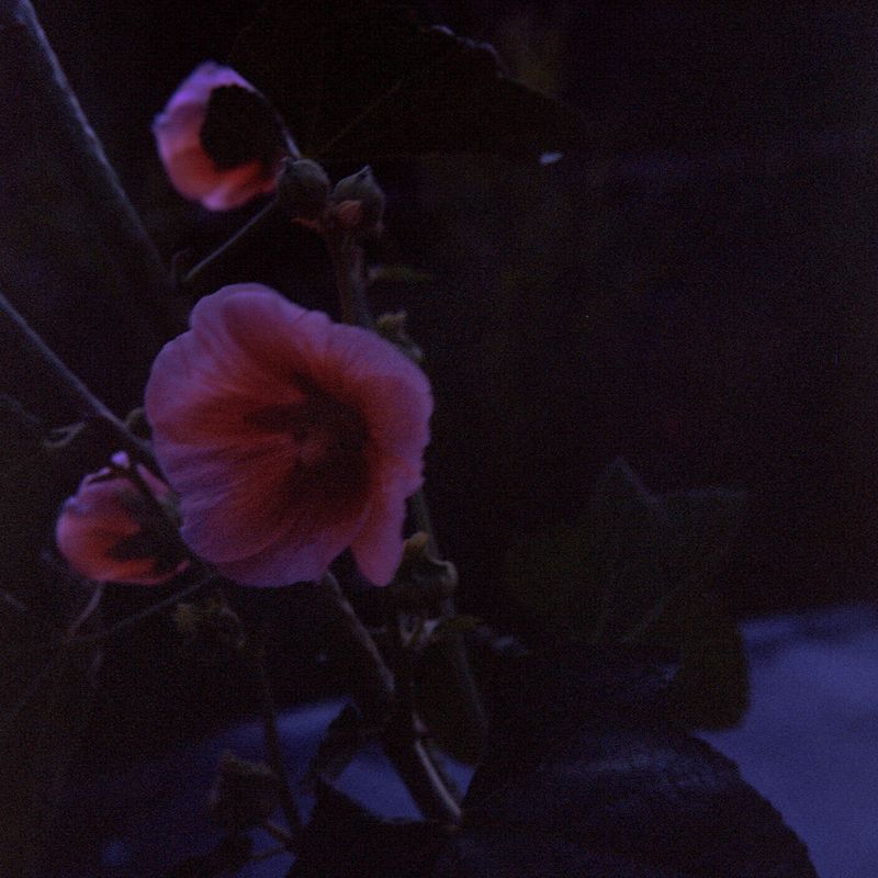 © Xue Wang - Image from the The Henna (Chinese Muslim girl) photography project