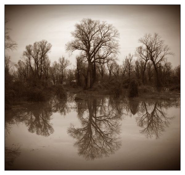 © Sandra Džananović - Trees Remember Water