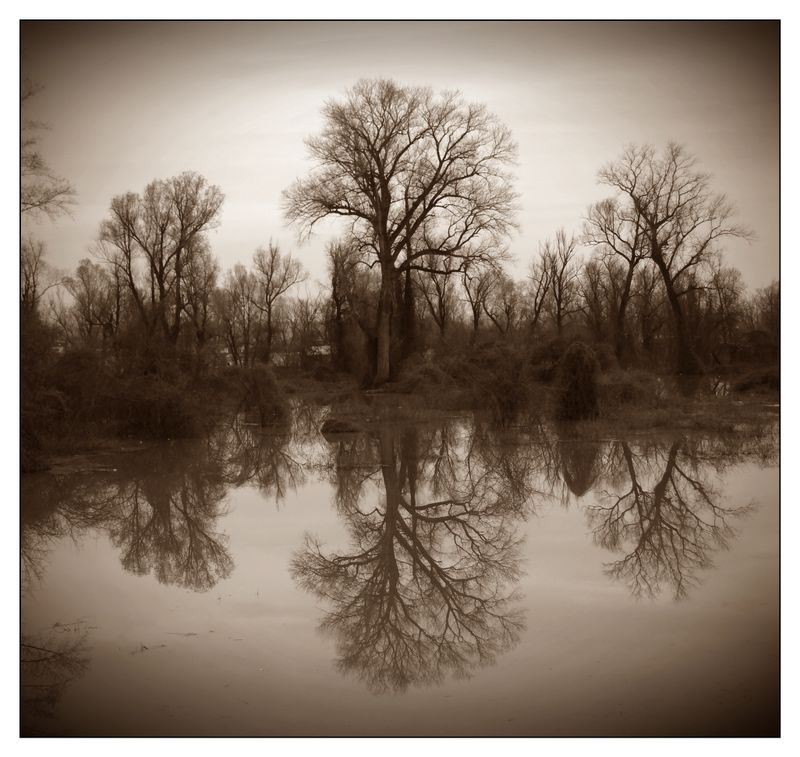 © Sandra Džananović - Trees Remember Water