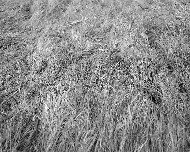 © Liam Webb - Image from the How To Pickle An Adder photography project