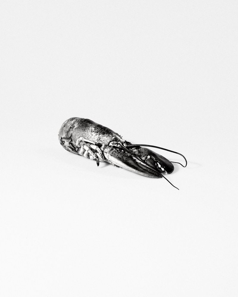 © Liam Webb - Image from the How To Pickle An Adder photography project