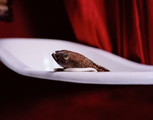 Lost In Metamorphoses