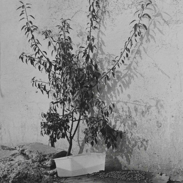 © J Carrier