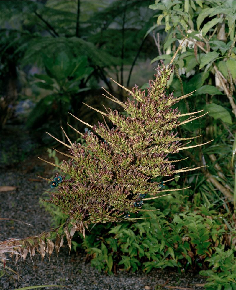 © Jake Mein - Untitled, Ashes, 2019.