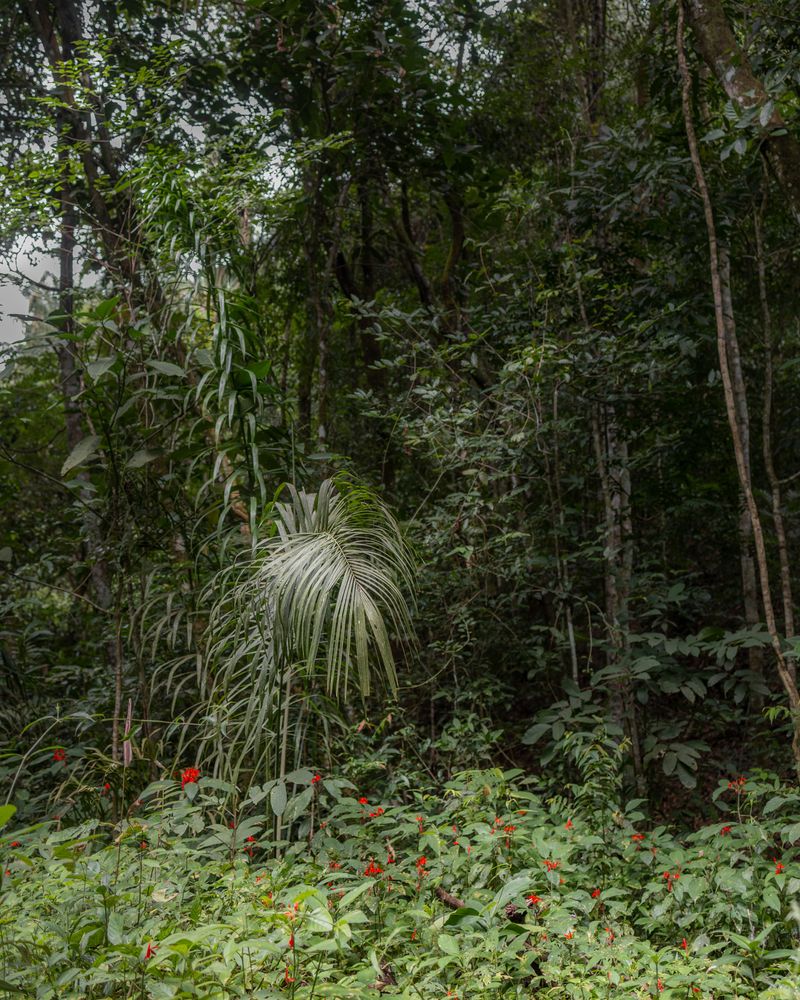 © Luiz Bicalho - Cerrado (Brazilian Savannah)