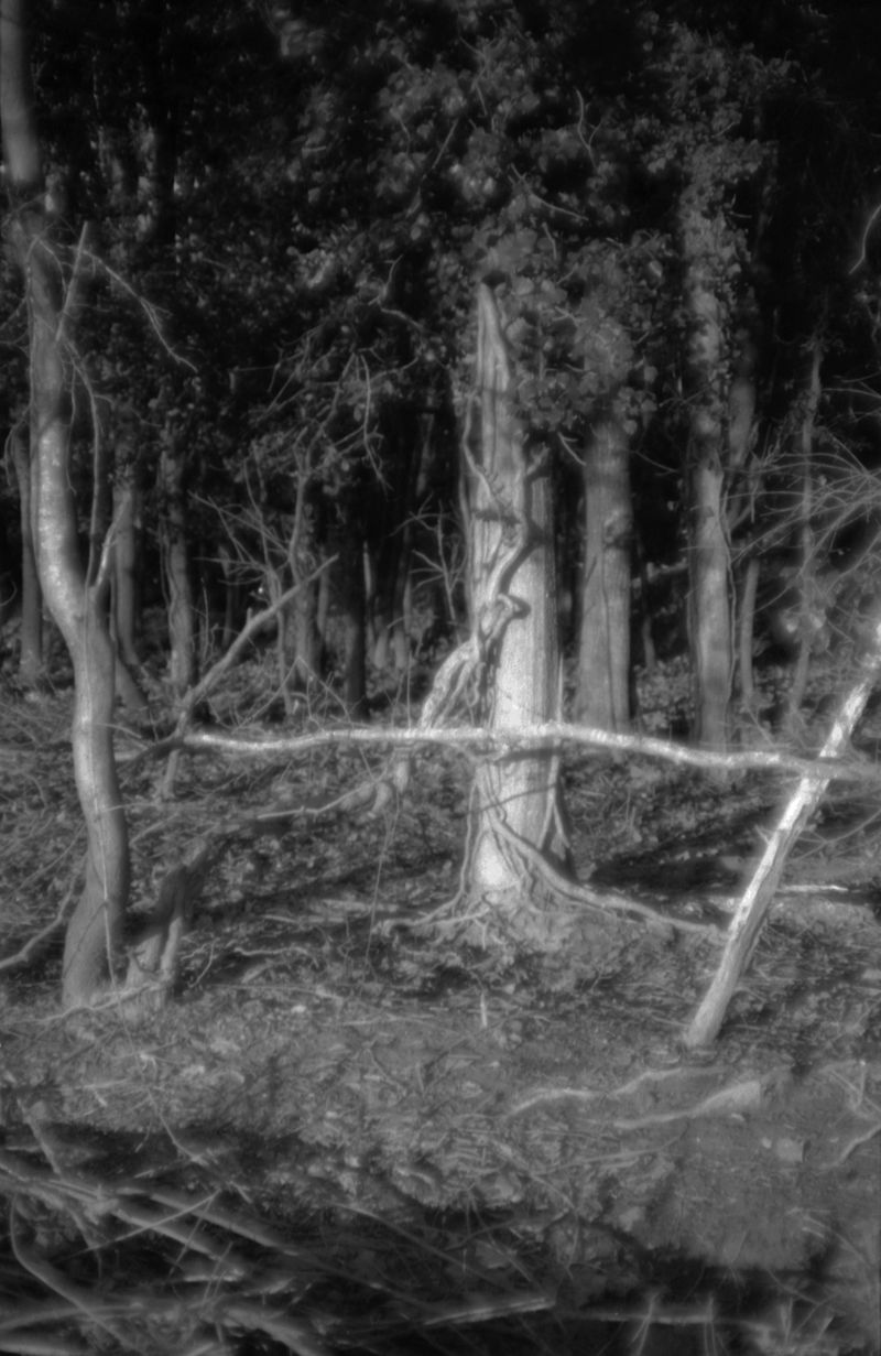 © Sara Rinaldi - Image from the For absence and surplus alike, a single motion of the neck photography project