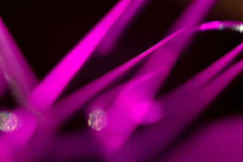 © María Clara Gutiérrez - Image from the MICROMOGONIA - what is hidden in front of our eyes photography project