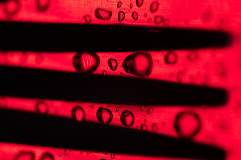 © María Clara Gutiérrez - Image from the MICROMOGONIA - what is hidden in front of our eyes photography project