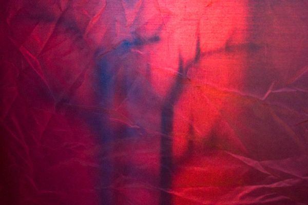 © María Clara Gutiérrez - Image from the MICROMOGONIA - what is hidden in front of our eyes photography project