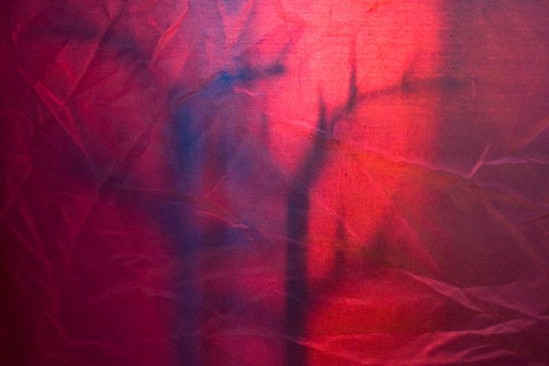 © María Clara Gutiérrez - Image from the MICROMOGONIA - what is hidden in front of our eyes photography project