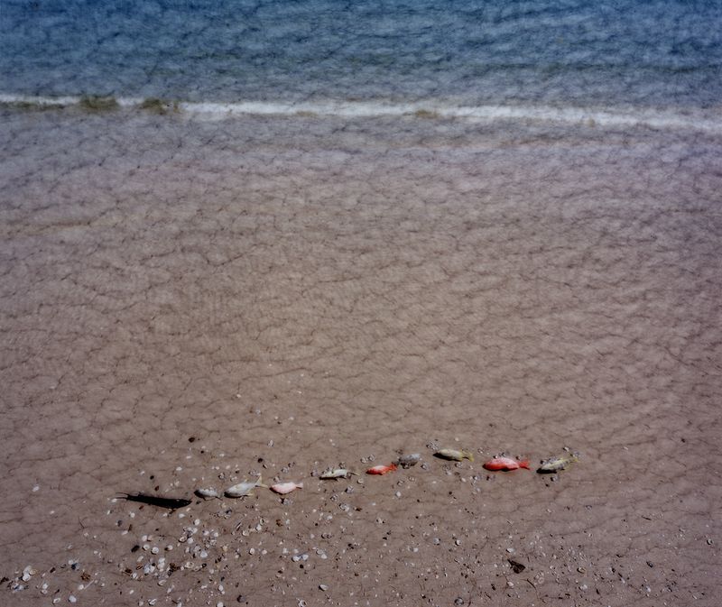 © xuan zheng - Fish