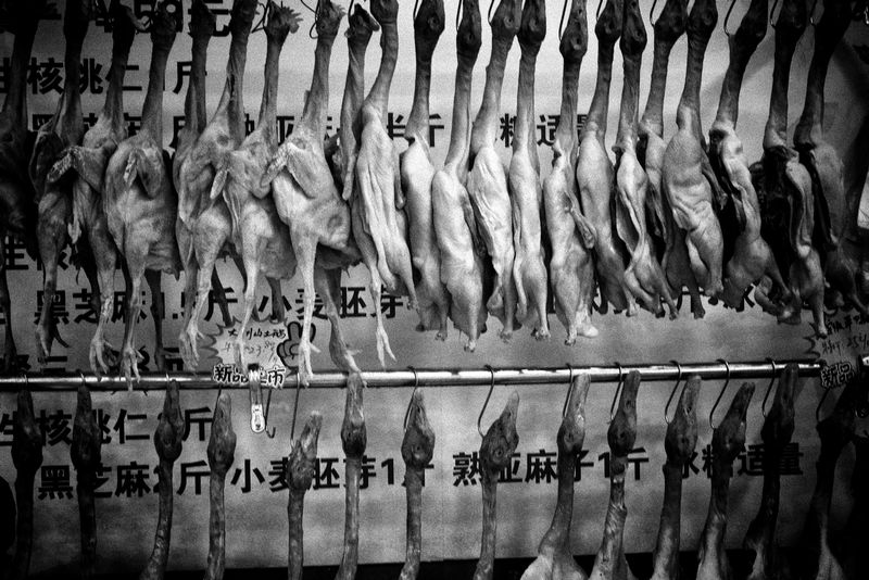 © Sara Munari - Image from the The year of the Golden mouse photography project