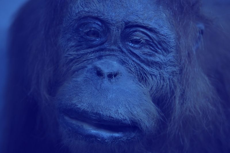 © Sara Munari - Image from the The year of the Golden mouse photography project