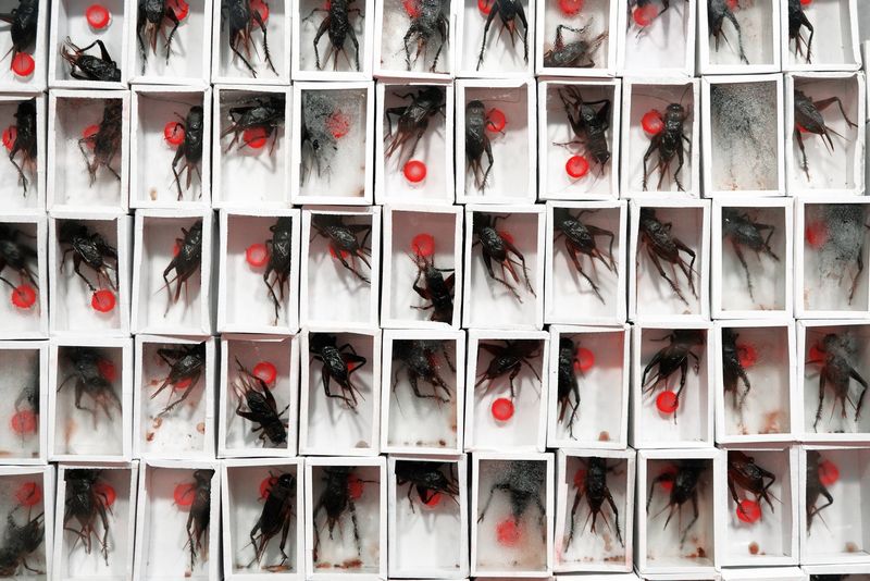 © Sara Munari - Image from the The year of the Golden mouse photography project