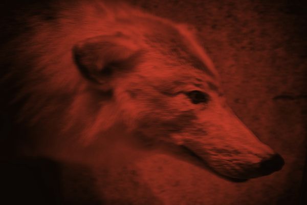 © Sara Munari - Image from the The year of the Golden mouse photography project