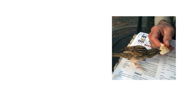 © Sara Munari - 22. . Dad feeding a little bird