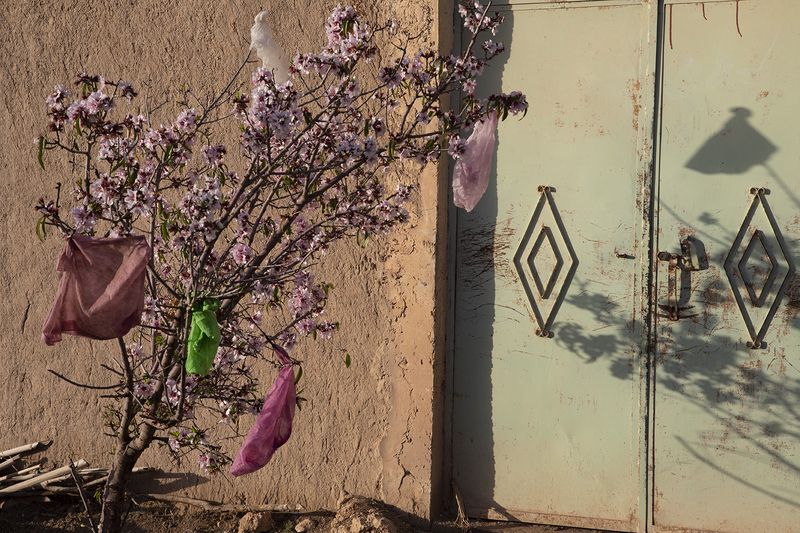 © Matilde Gattoni - Morocco - Erfoud - Detail of a fruit tree blooming in the streets of Erfoud.