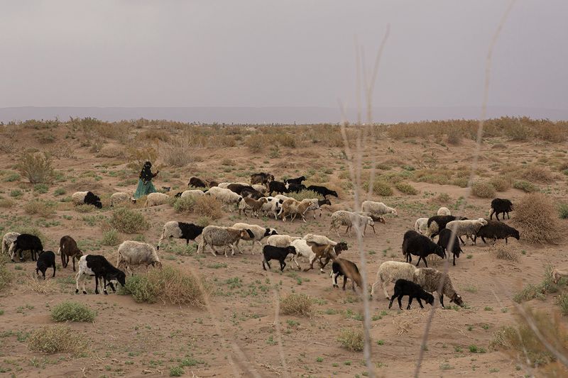 © Matilde Gattoni - Morocco - A herd grazing in the Draa river bed, the river bed has been completely dry for a few years already.