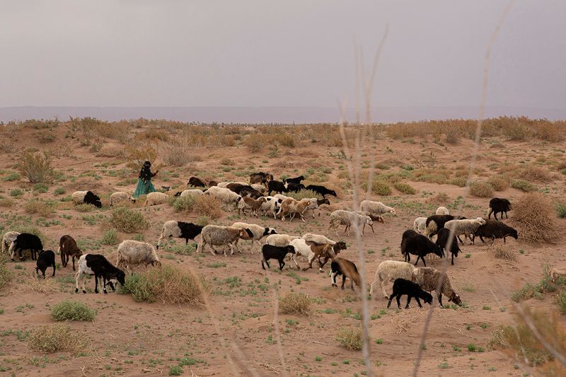 © Matilde Gattoni - Morocco - A herd grazing in the Draa river bed, the river bed has been completely dry for a few years already.