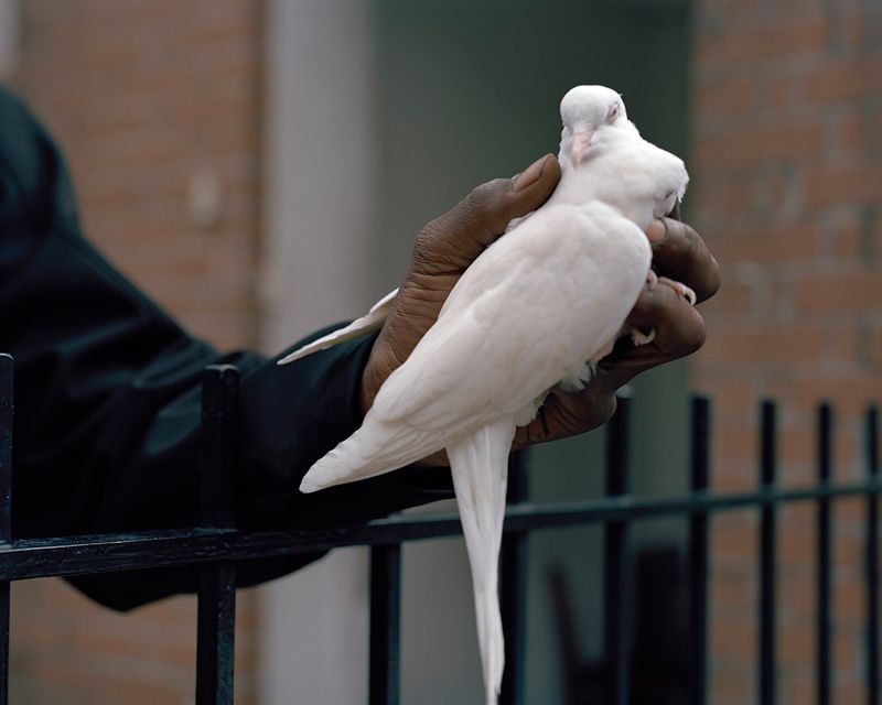 © Nicole Rosenthal - Bird In The Hand