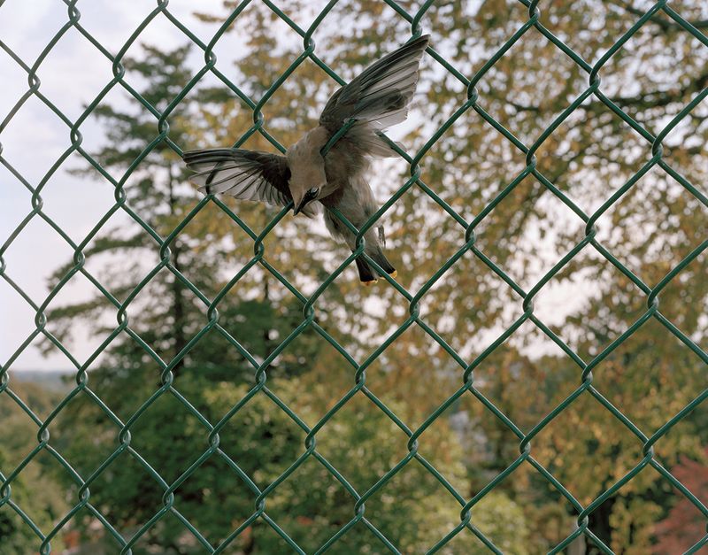 © Nicole Rosenthal - Icarus
