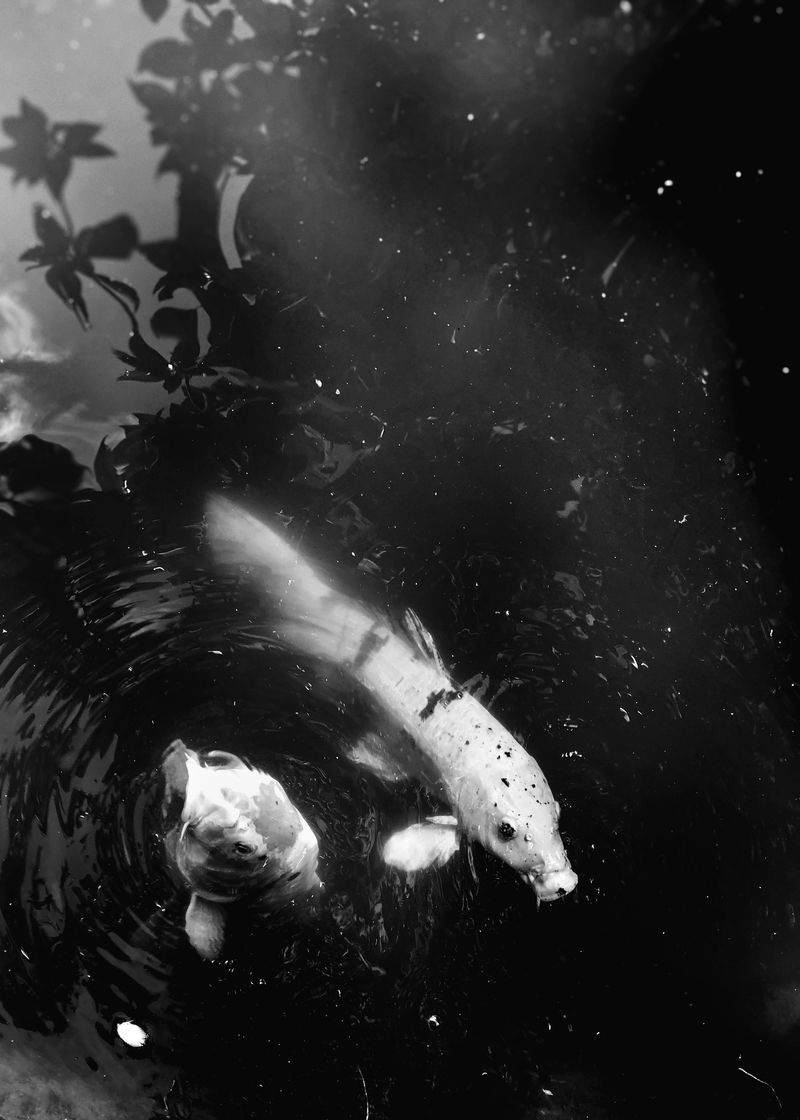 © Rianne Tegelaar - Image from the The call of the jackdaw photography project